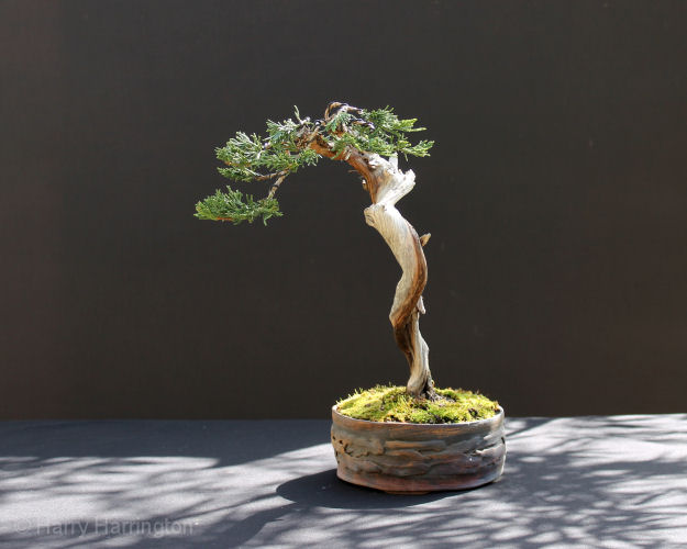 Juniper sabina literati bonsai